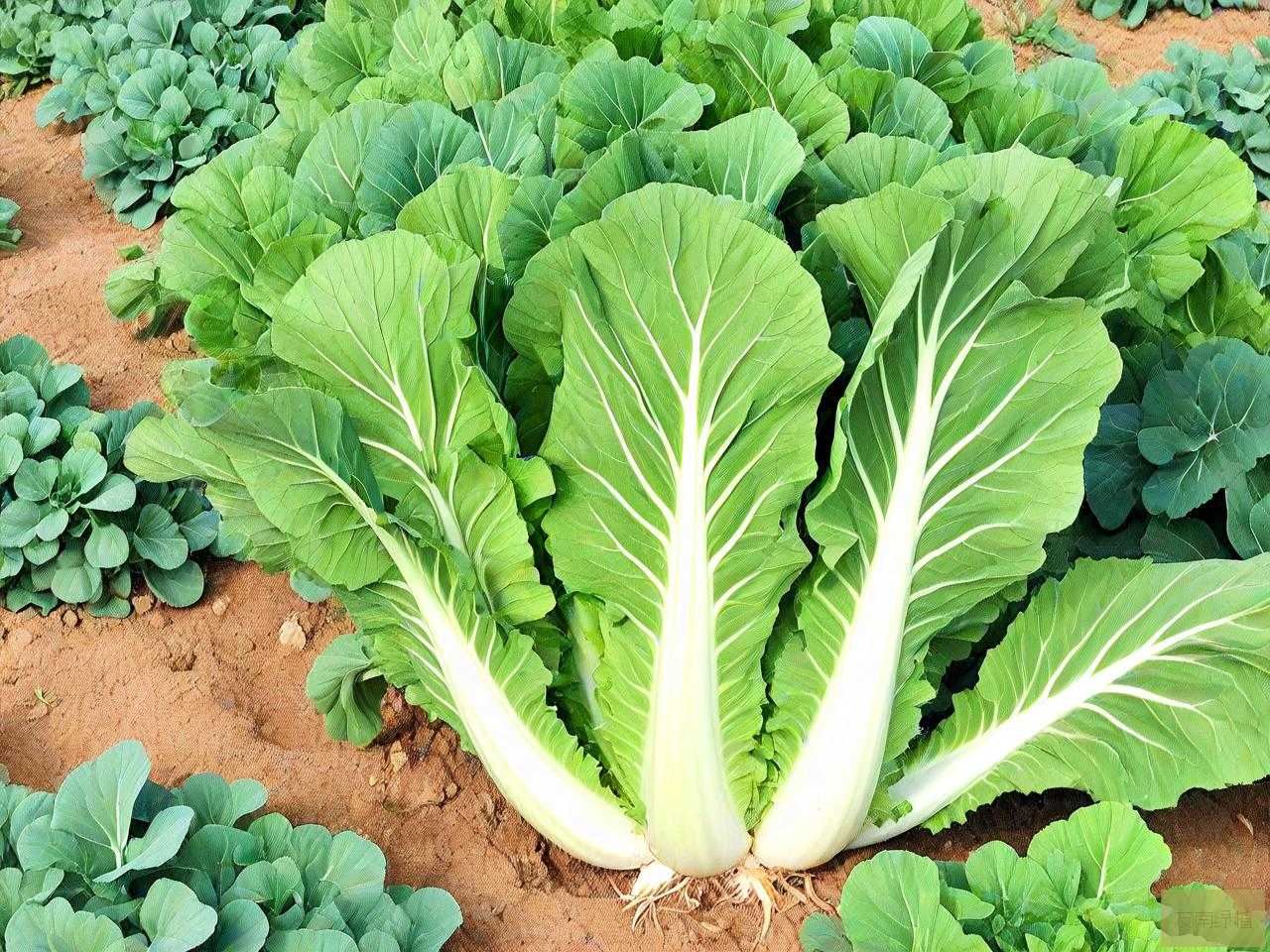十字花科蔬菜常见病害