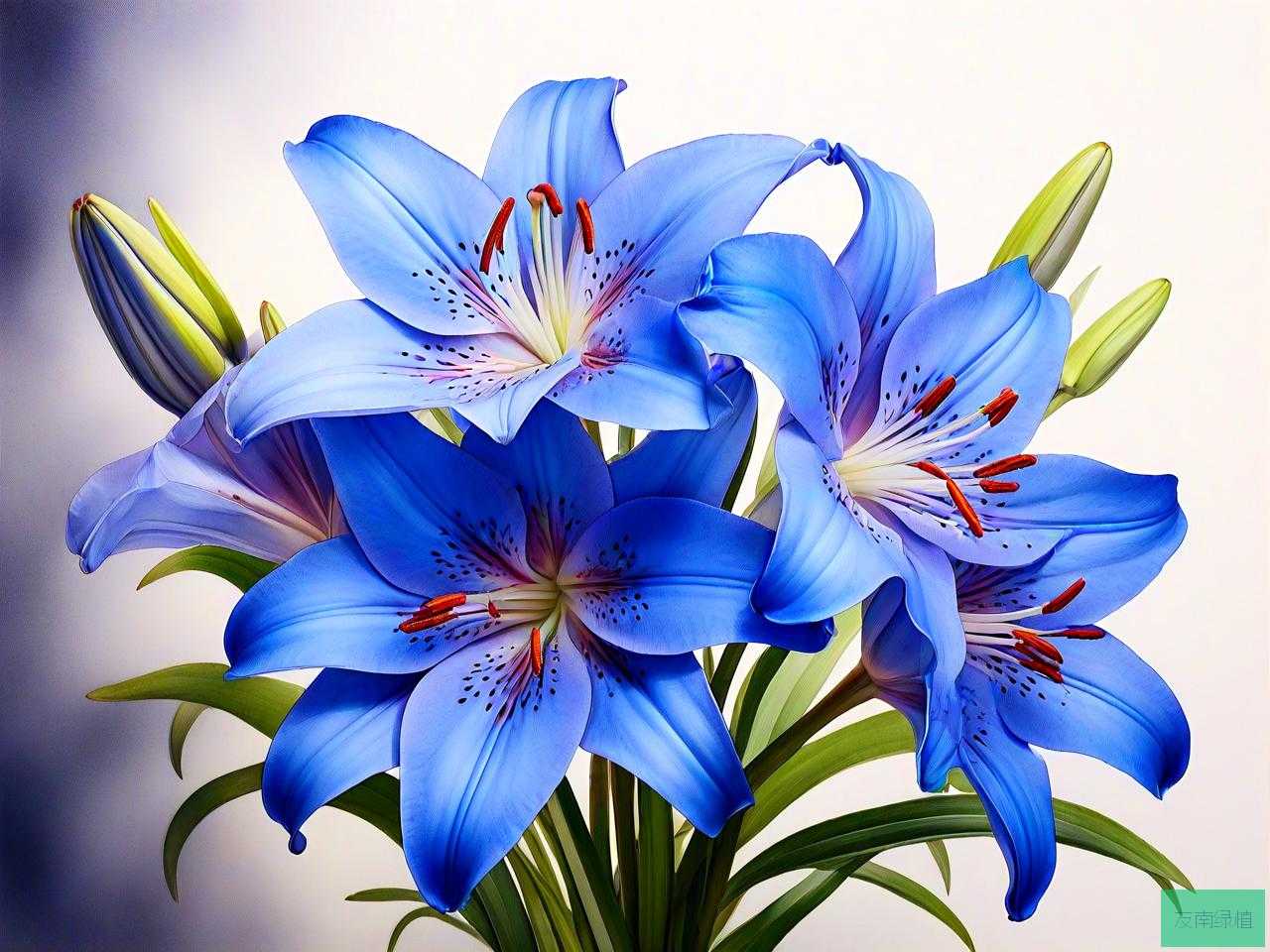 蓝百合花的寓意及象征