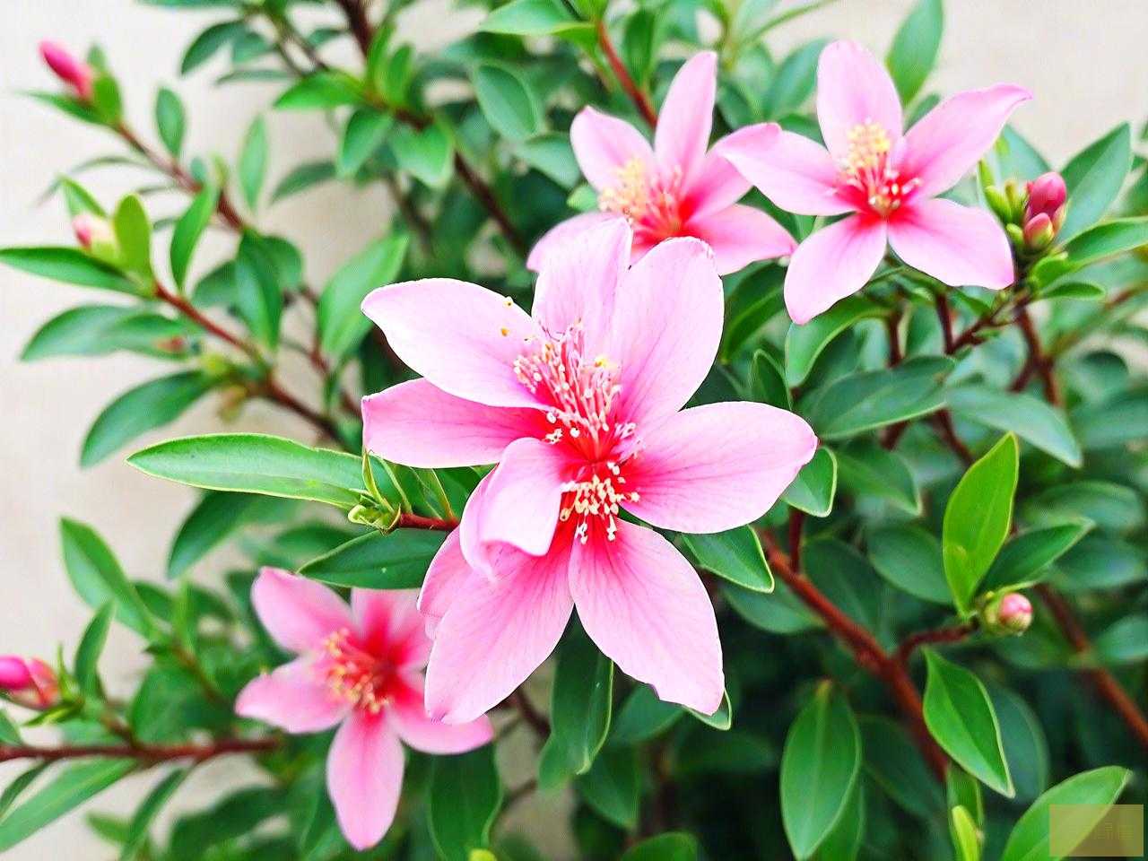 三七花能降甘油三酯吗