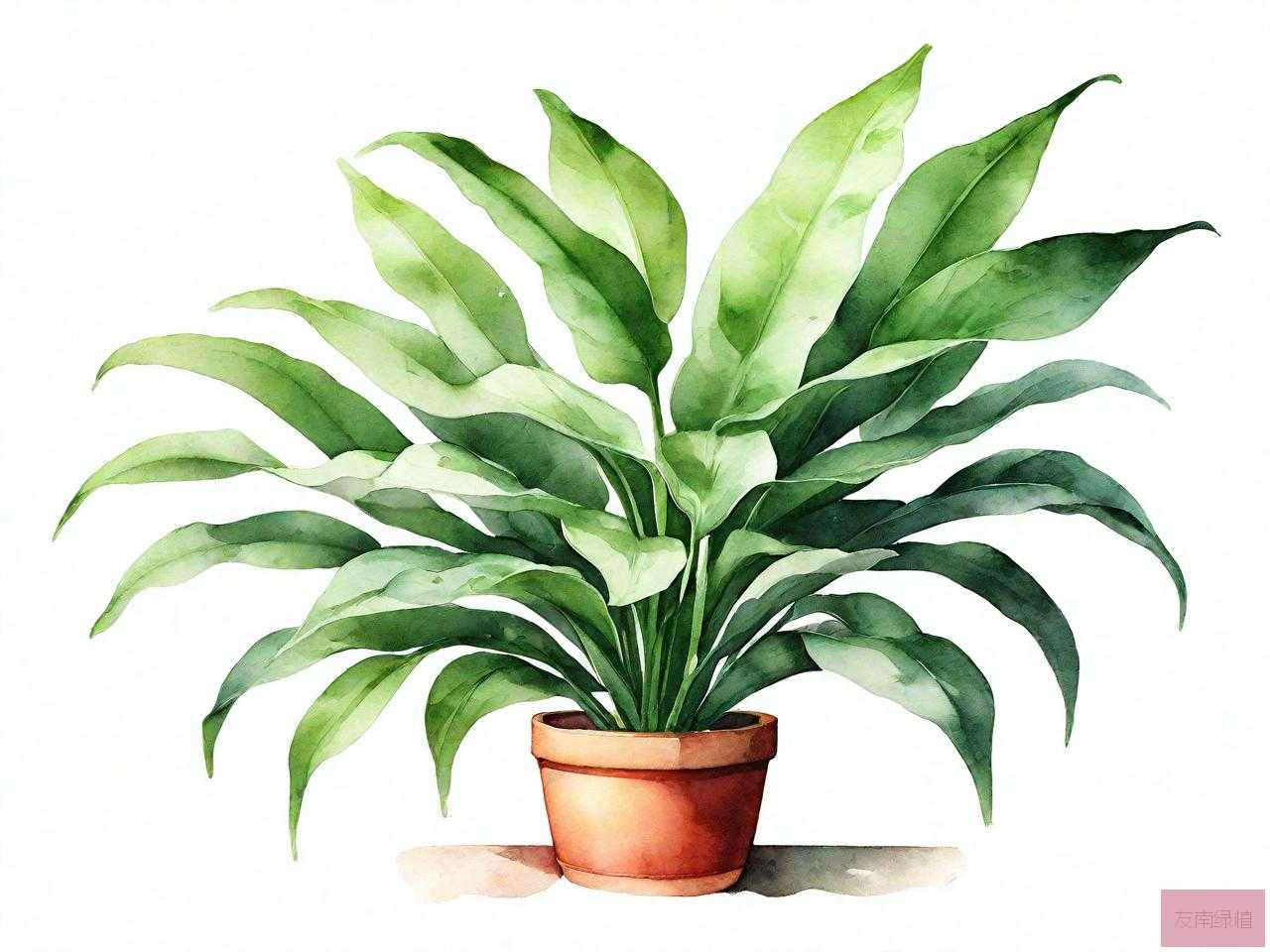 家里植物名称