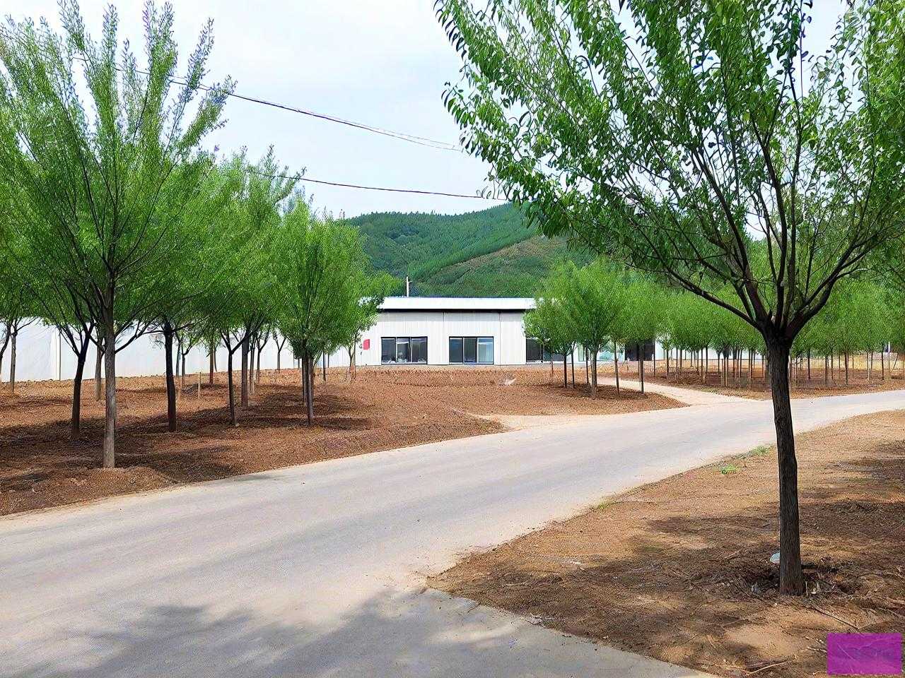 树苗批发基地 门头沟