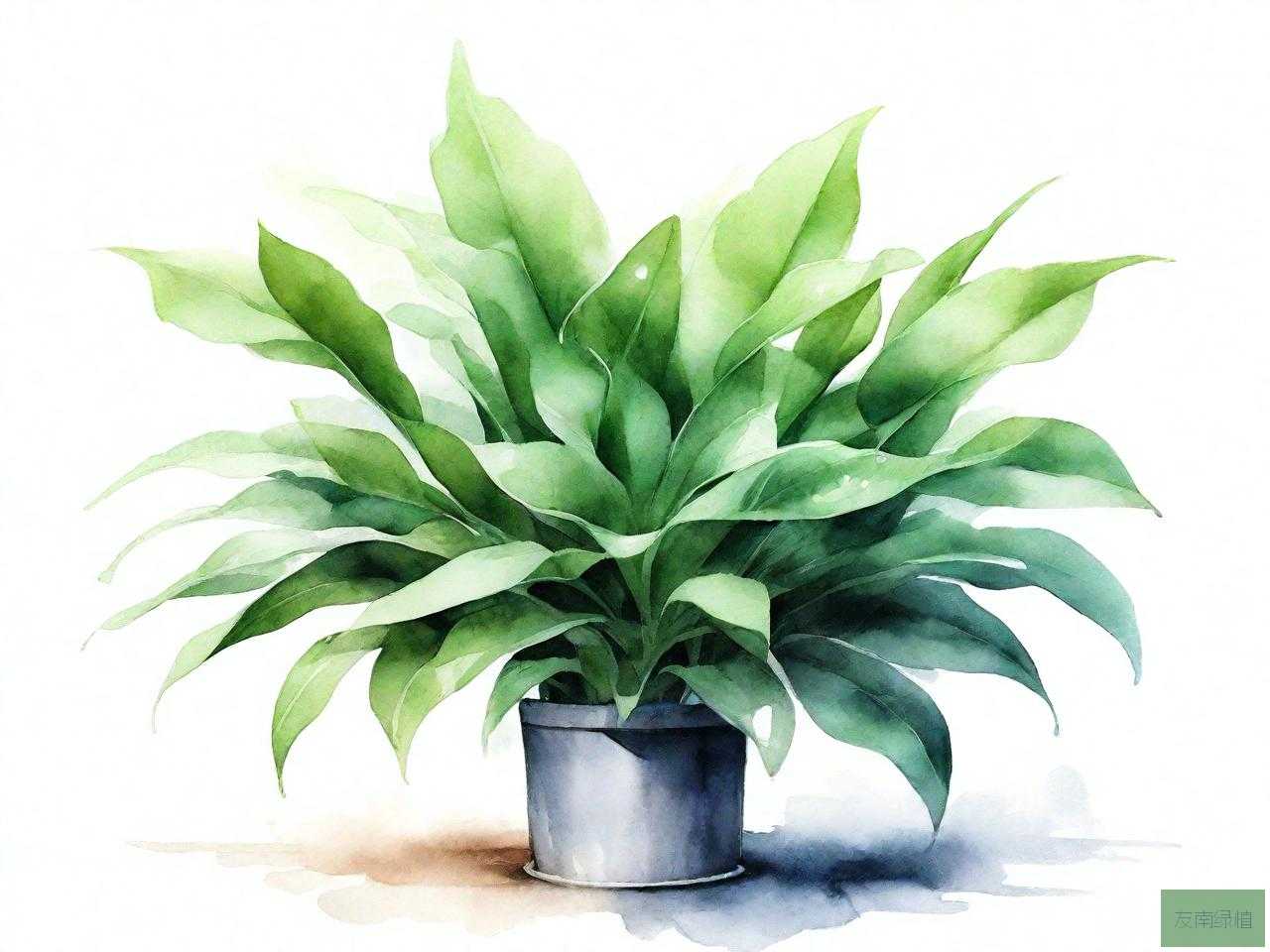 最吸收甲醛的植物