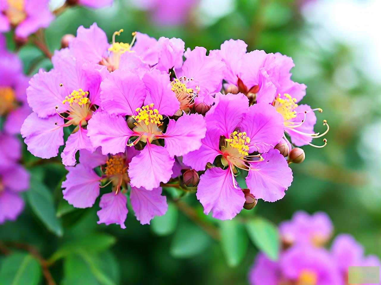 紫薇花为什么8月开花