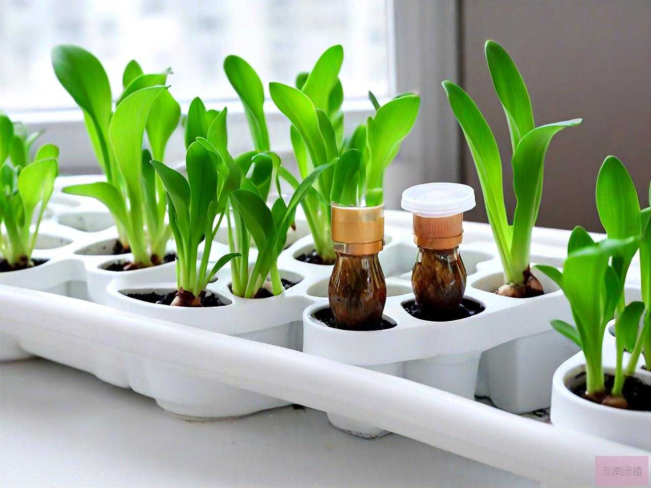 水培植物营养液多少钱