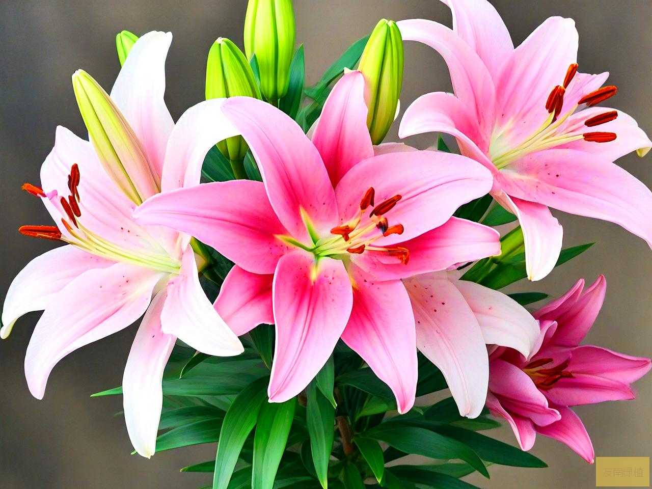 百合花怎么养的时间久