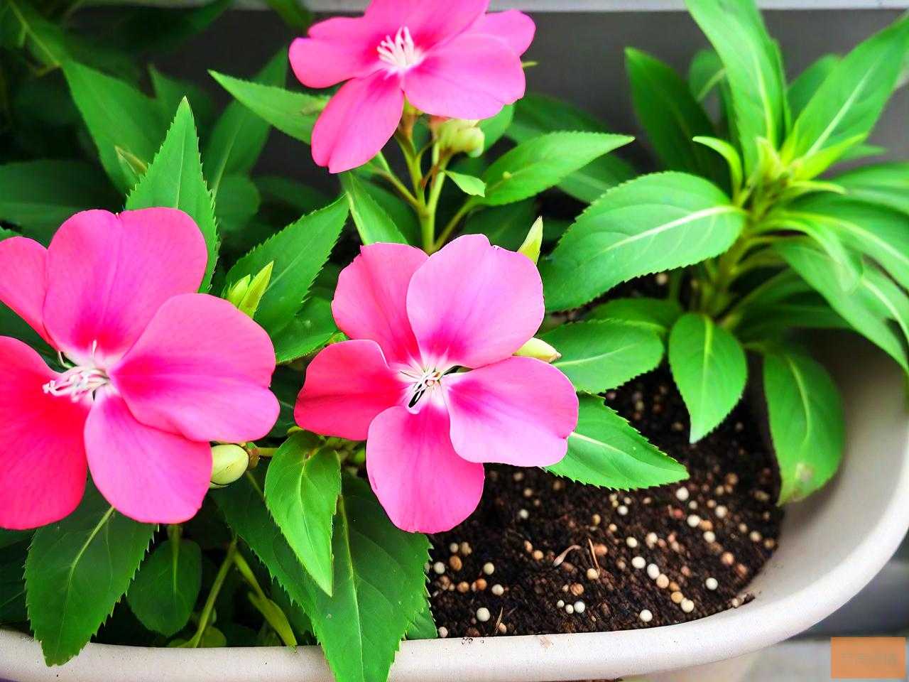 凤仙花的种子怎么来的