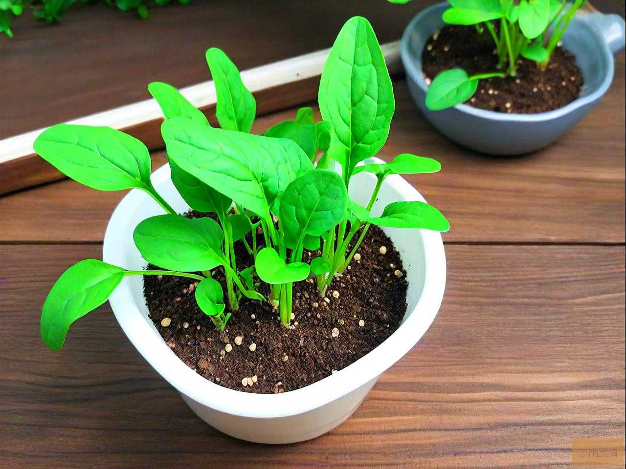 菠菜种子催芽方法步骤