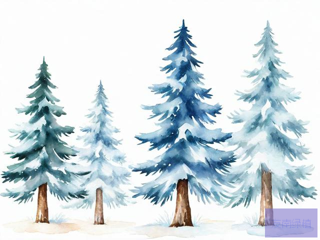 雪松树多少钱