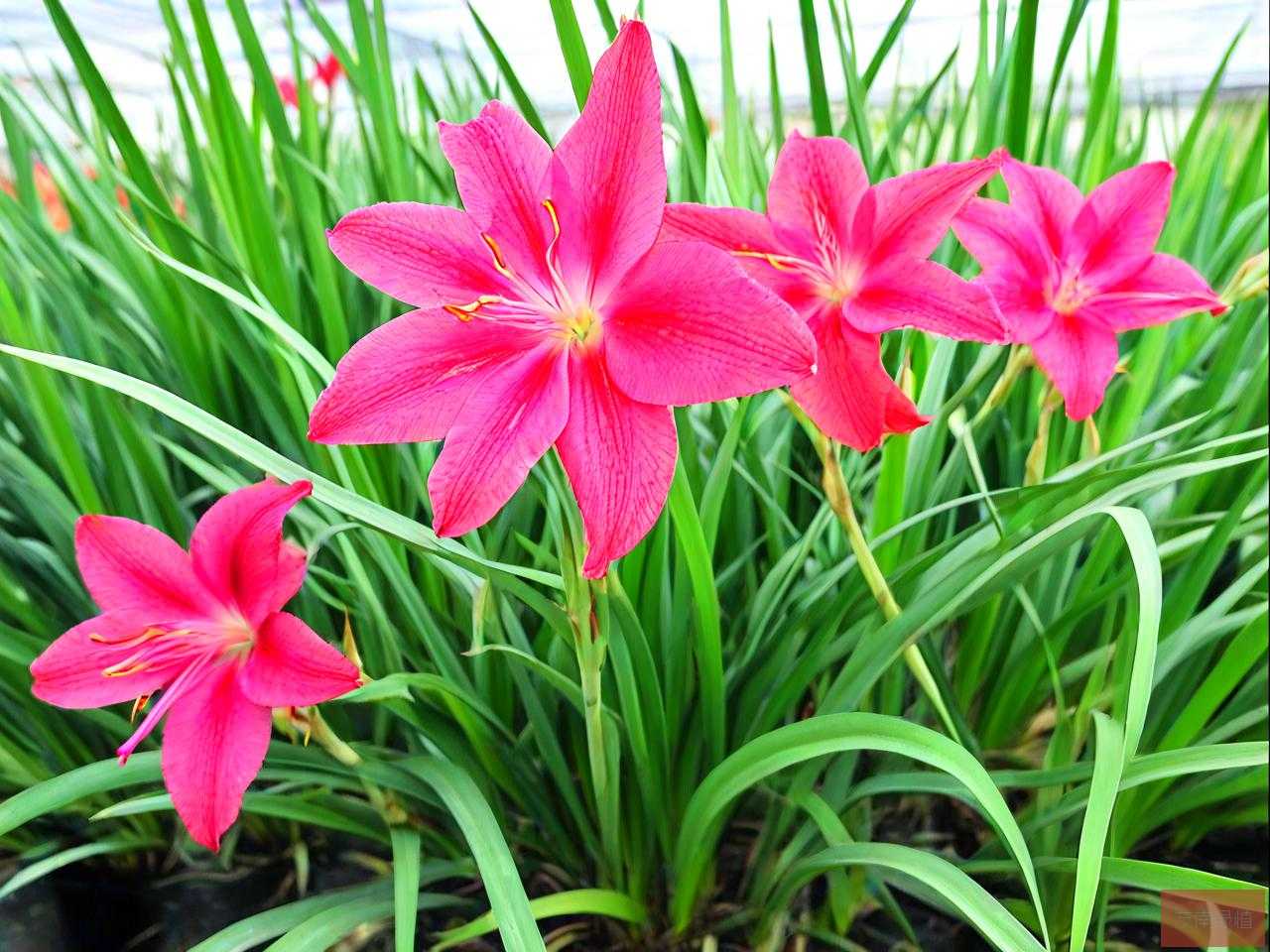龙须草花卉的养殖方法