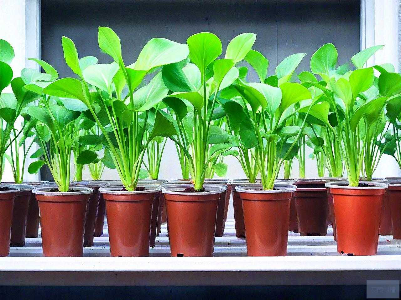 什么植物可以直接水培