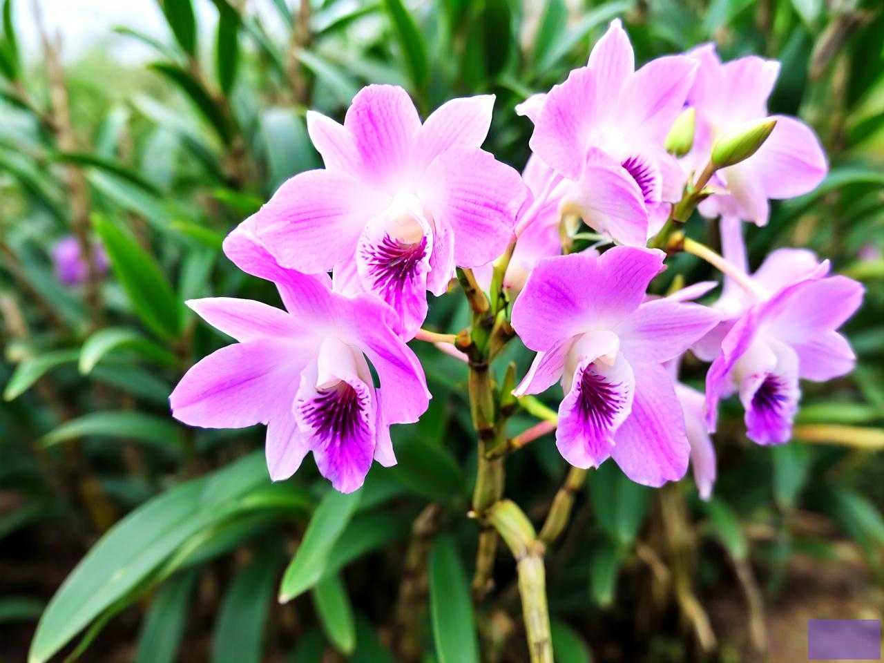 新鲜霍山石斛花怎么吃