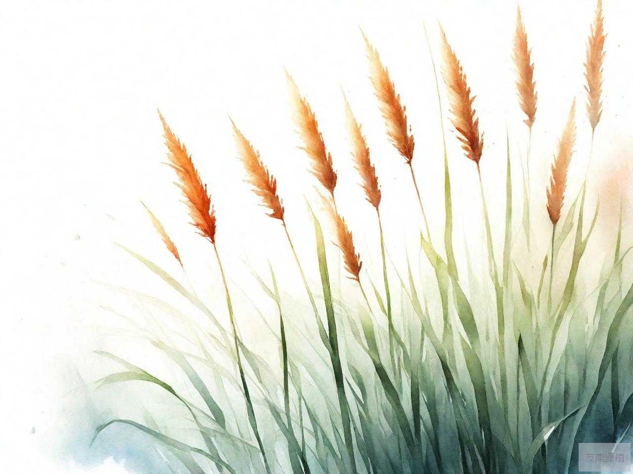 芦苇是木本植物吗