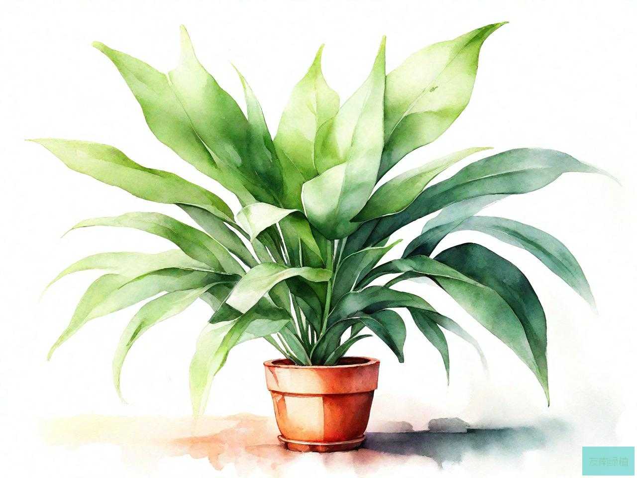 以下哪种植物最适合放在室内用来净化空气