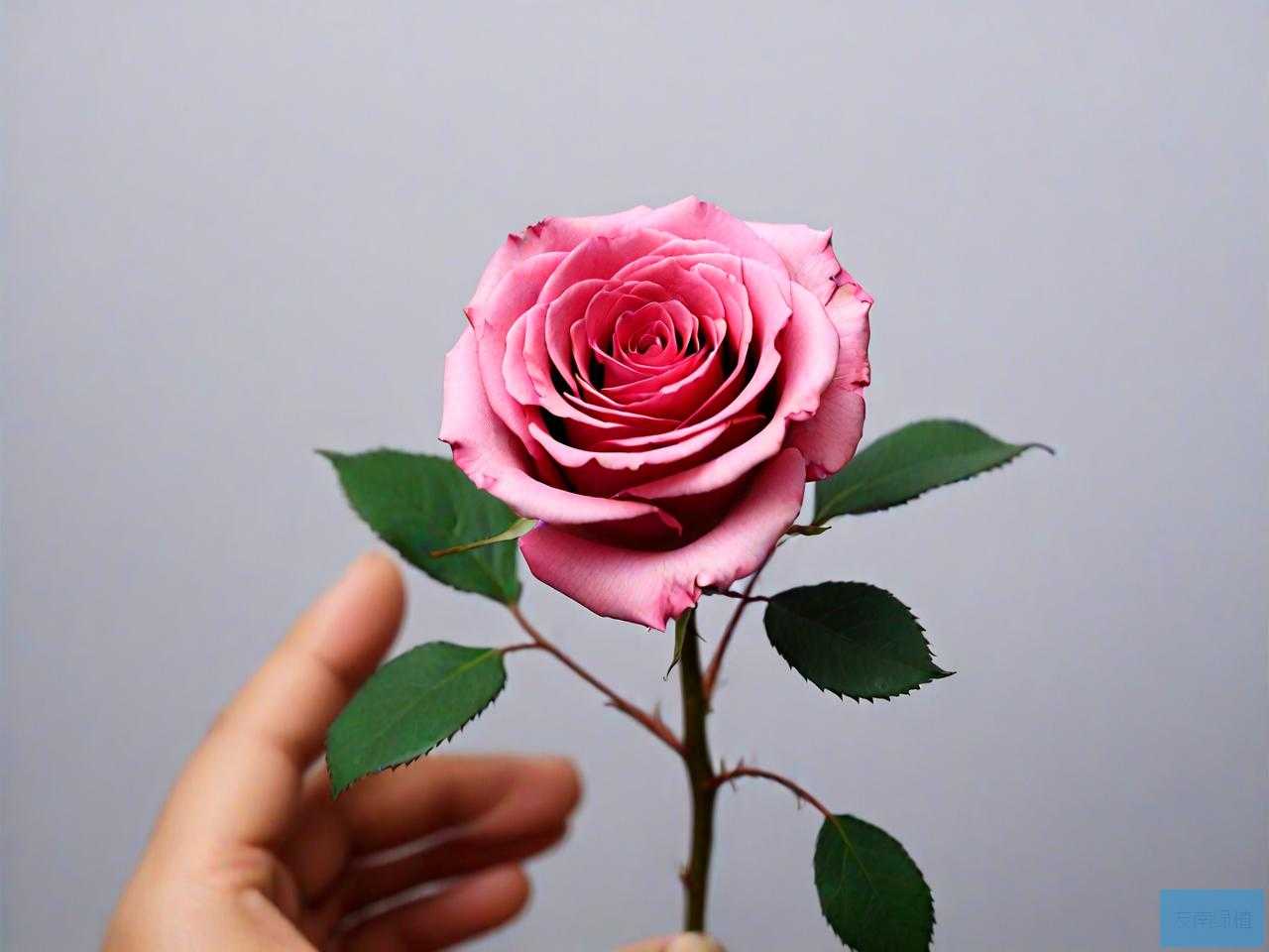永生花一朵玫瑰多少钱