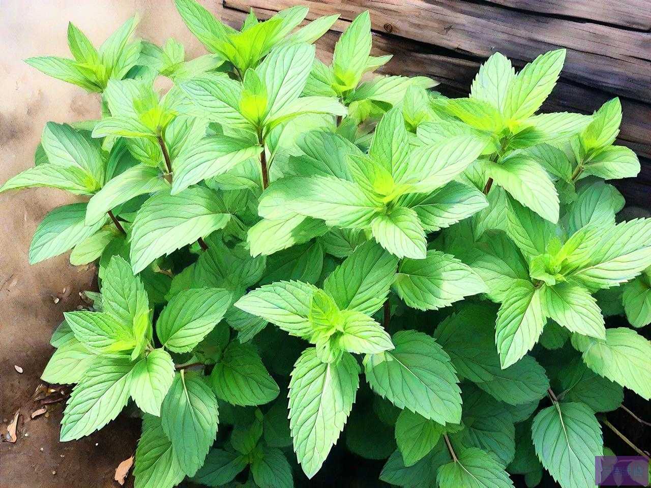 薄荷是草本植物还是木本植物