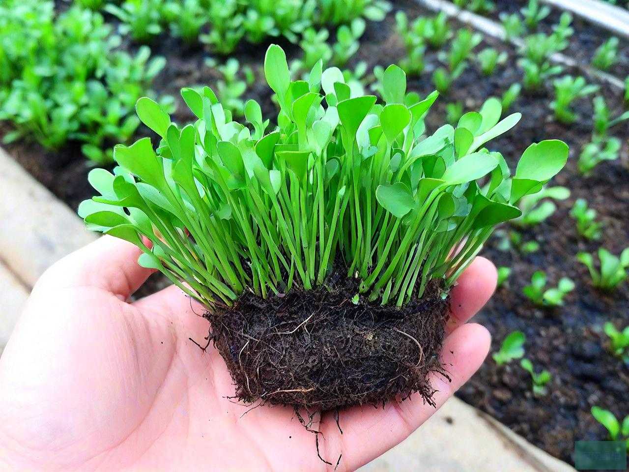 水苔适合种植什么植物