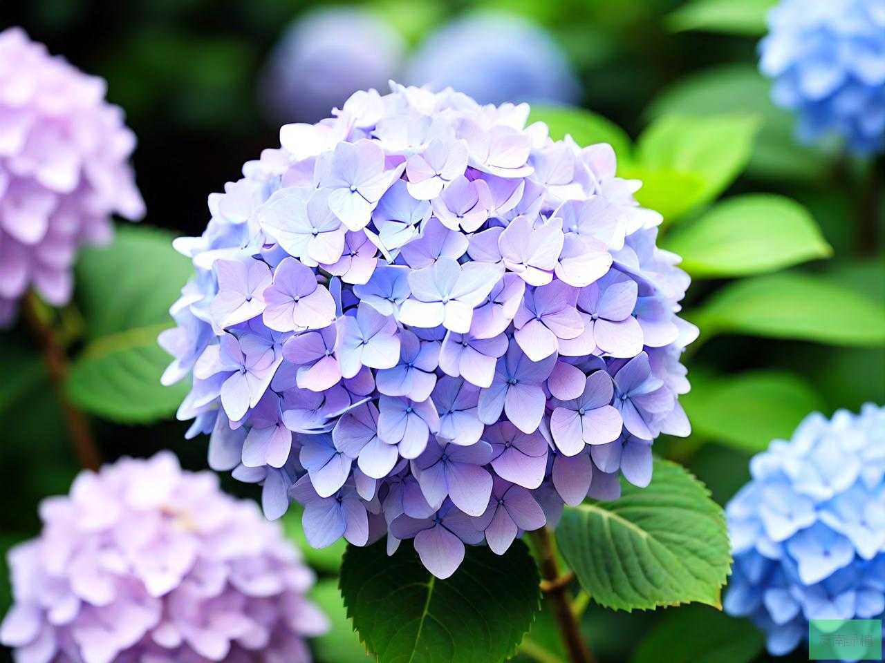 绣球花的为什么不开花