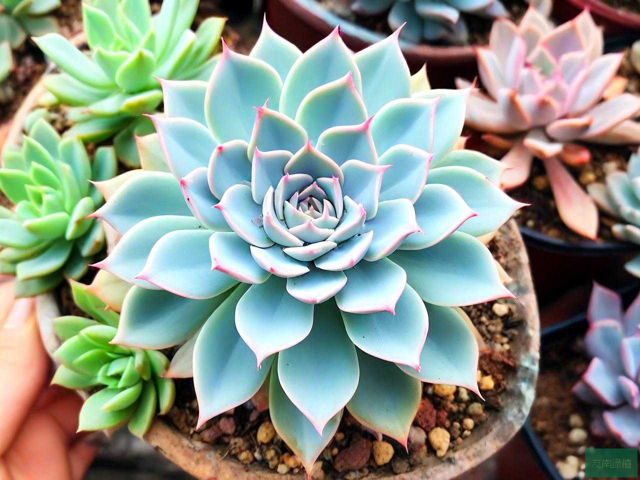 什么样的多肉植物好养