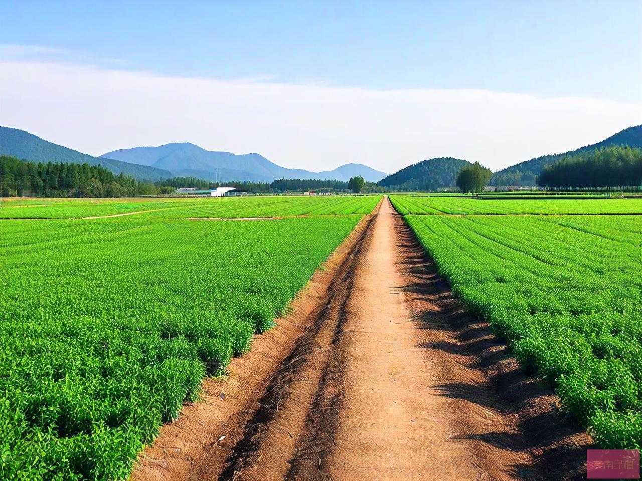 金华市最大的苗木基地
