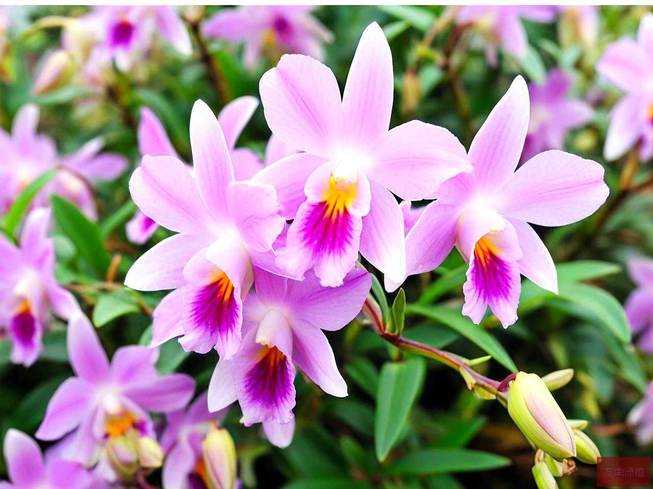 石斛花的价格多少一克