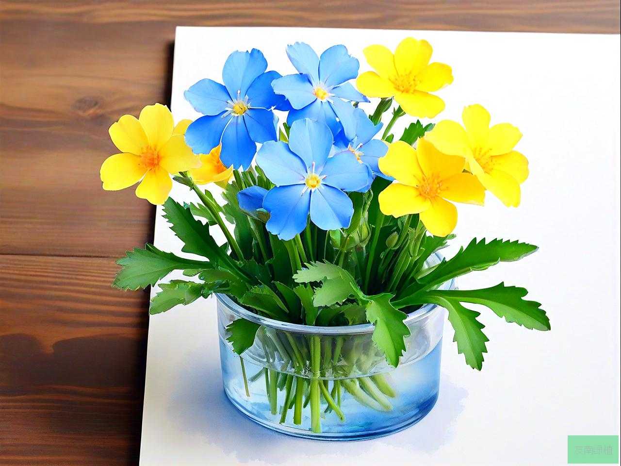 勿忘我的花可以水培吗