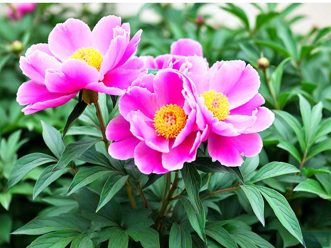 芍药花根怎么种植方法