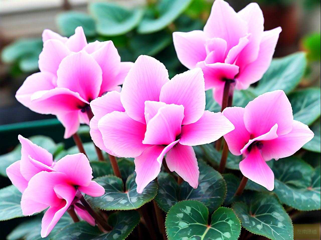 粉色仙客来花语和寓意