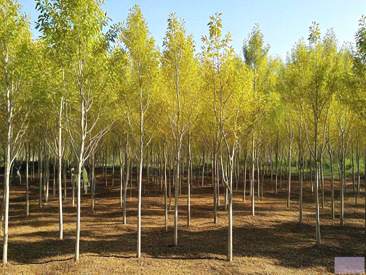 15公分白蜡最新价格