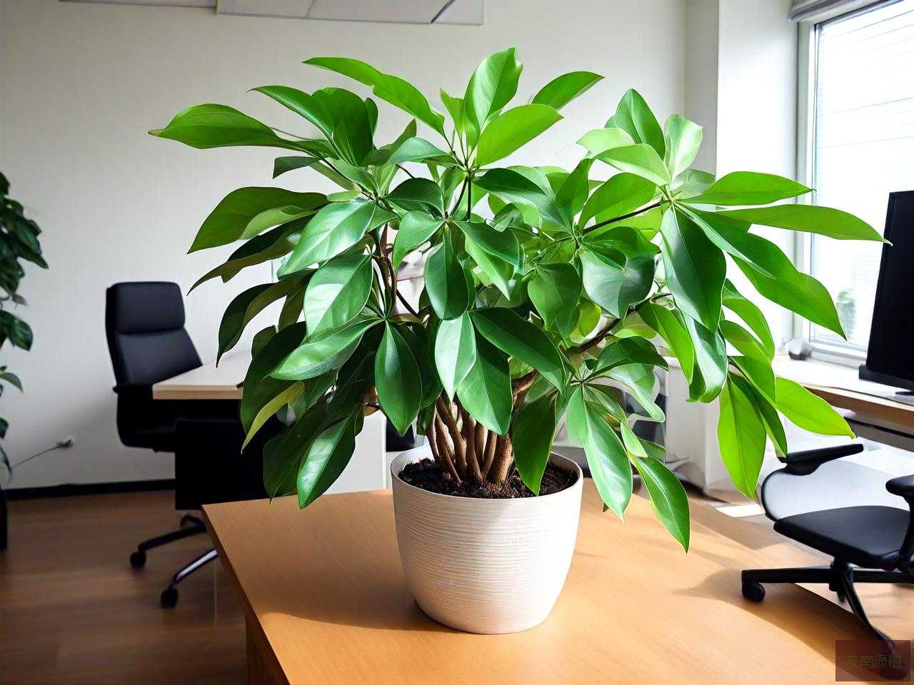 办公室栽什么植物招财