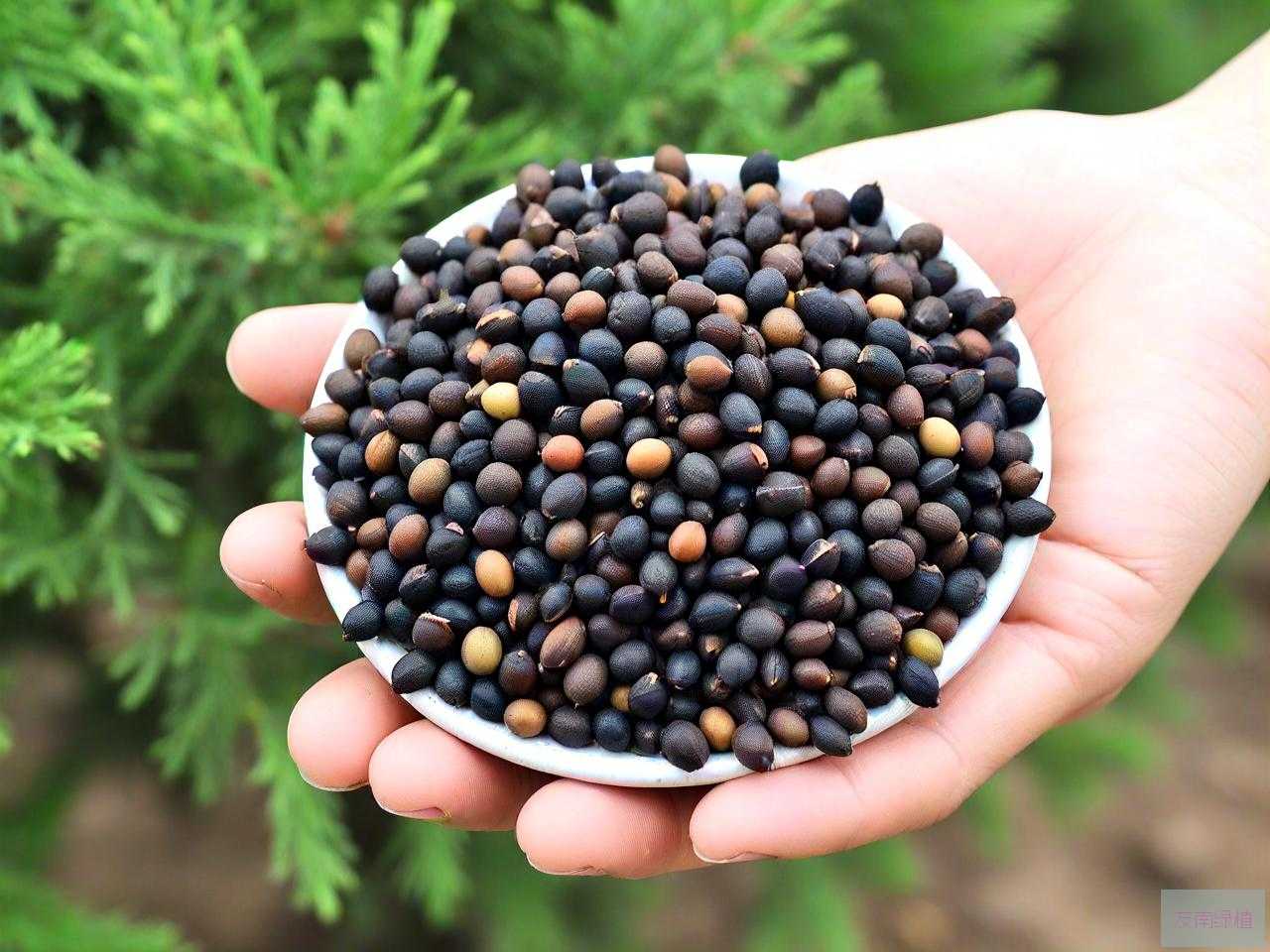柏树子价格多少钱一斤