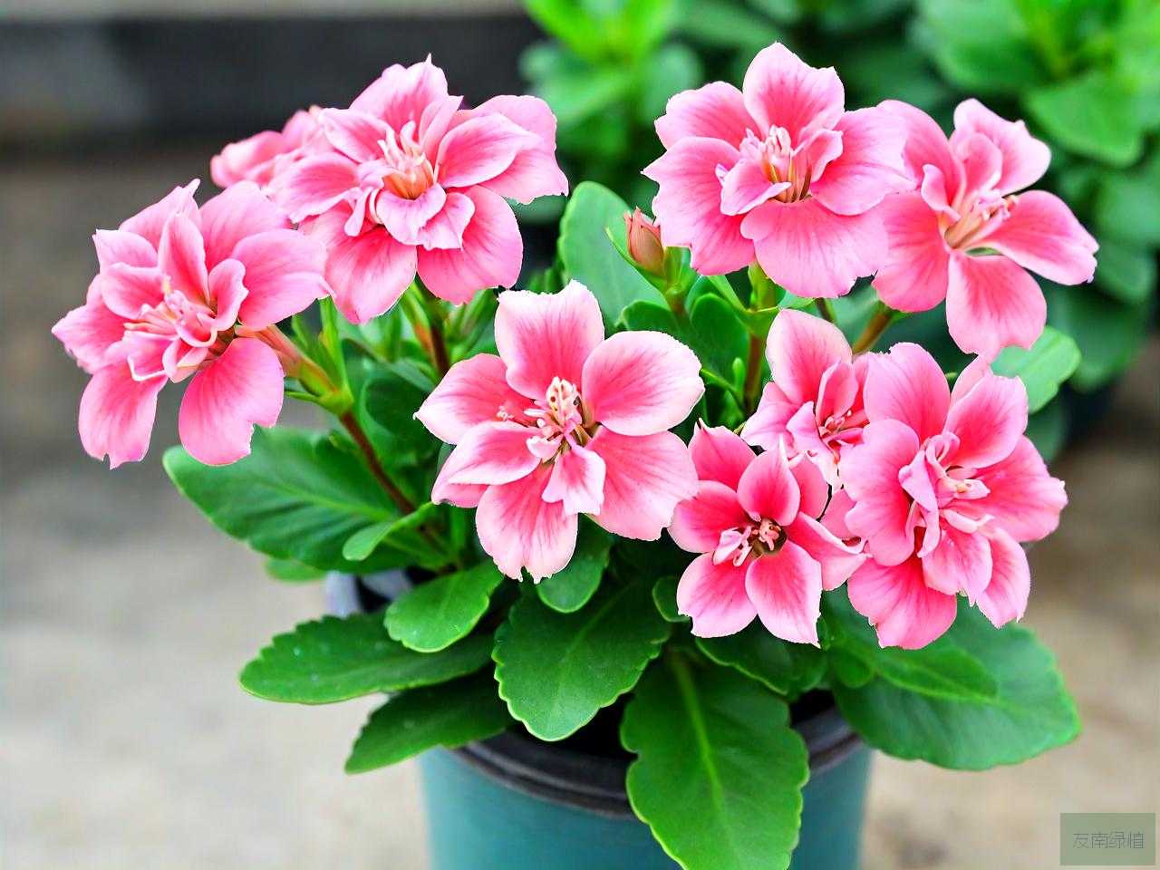 长长寿花怎么养才开花