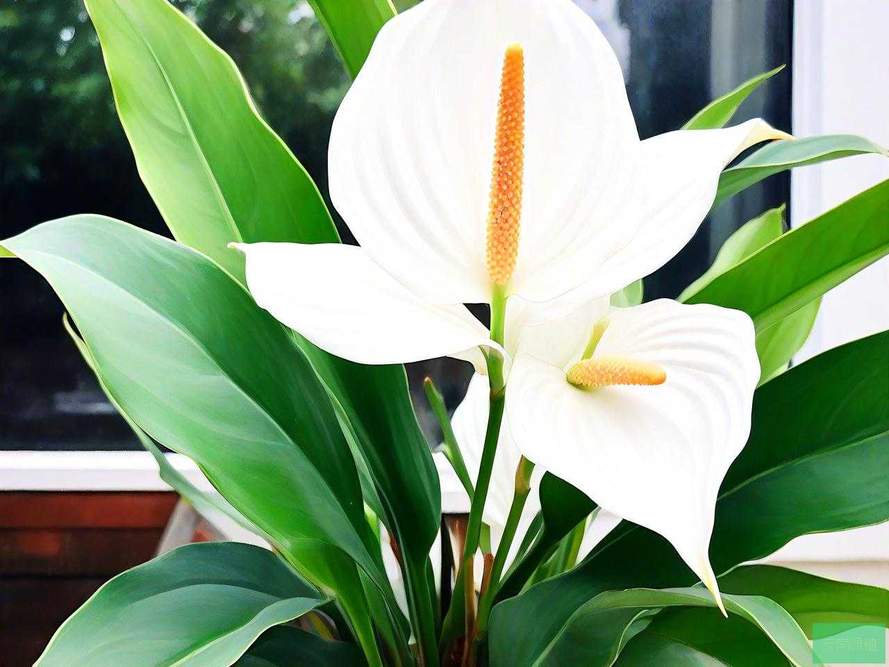 白掌和什么植物一起养