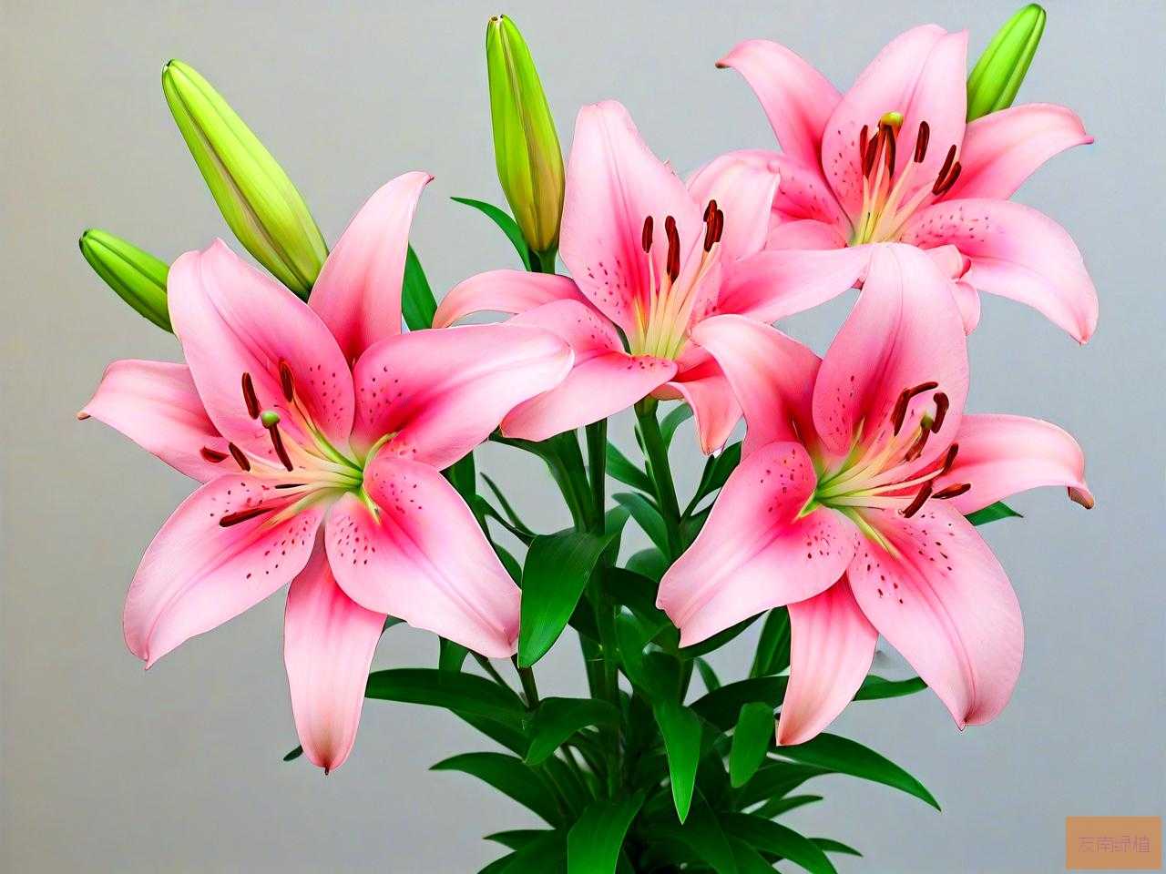 百合花种球可以水培吗