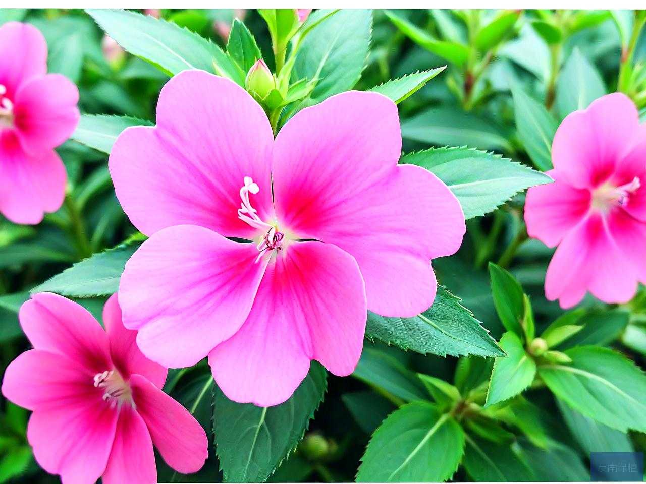 凤仙花的花是什么形状