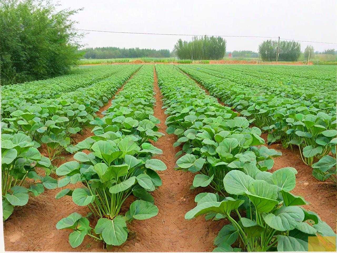 北京农科院蔬菜花卉研究所