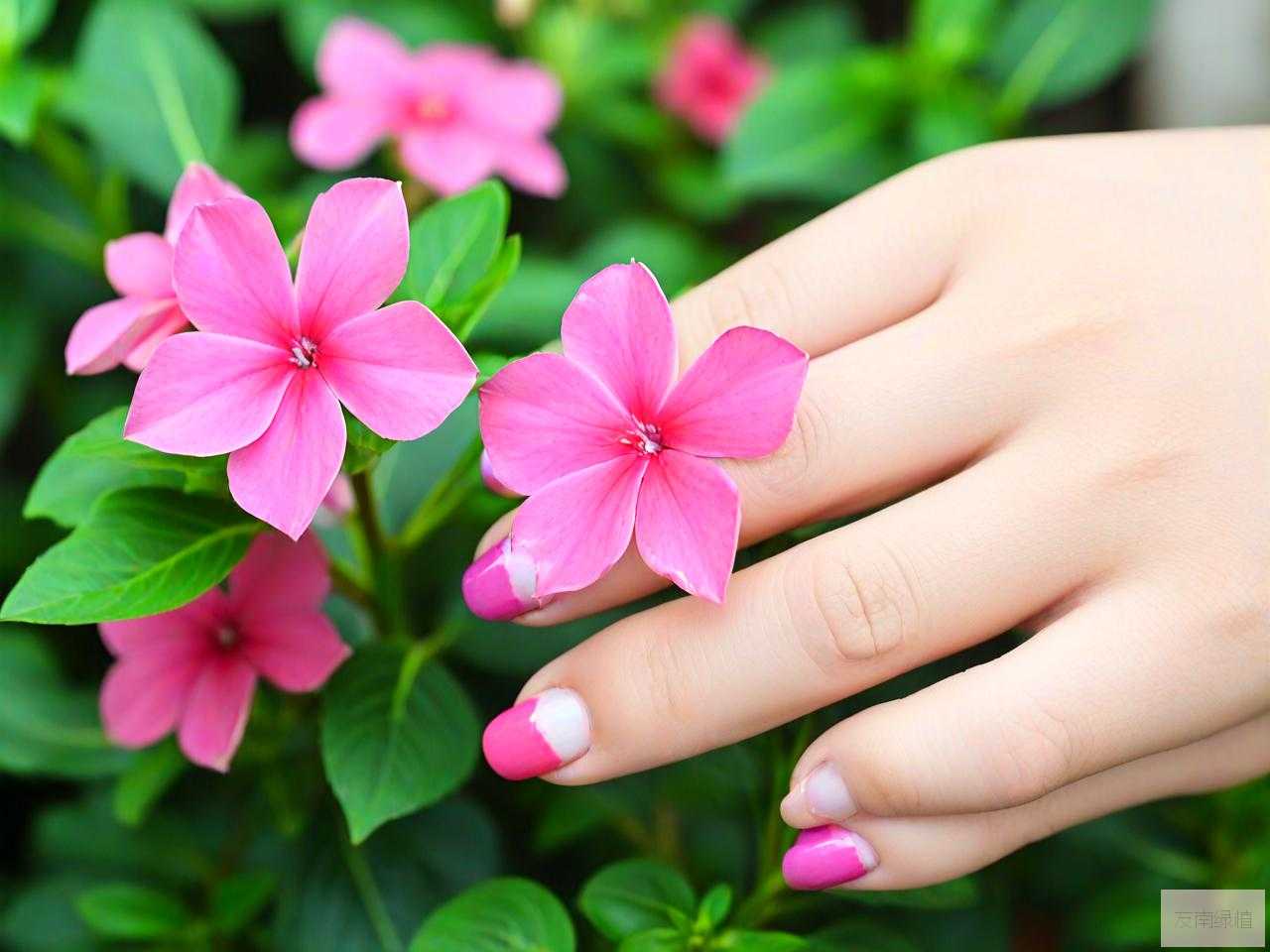 指甲花不开花什么原因