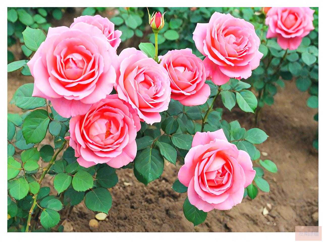 月季花种子的养殖方法