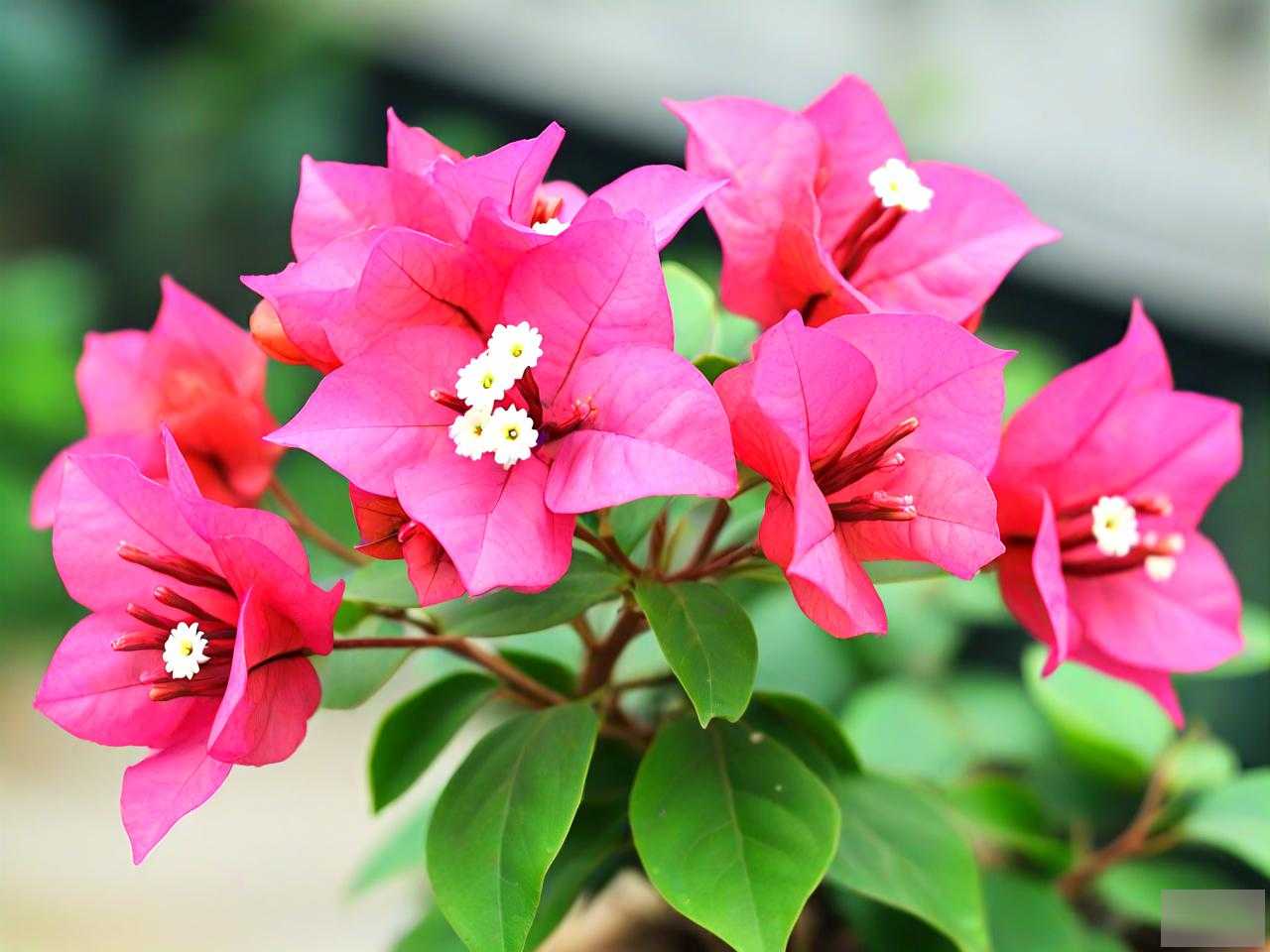 三角梅开花了怎么养护