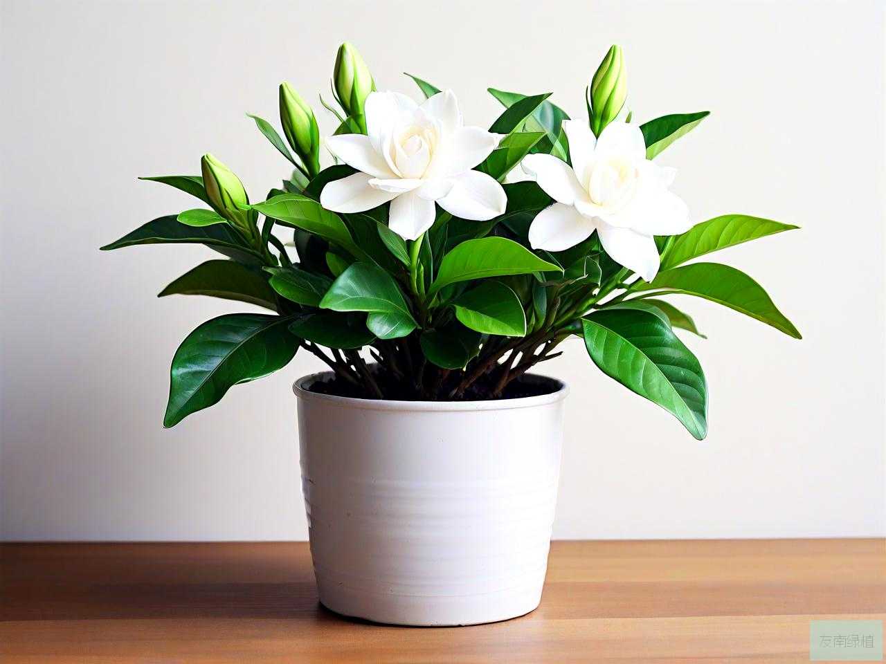 怎样养栀子花才能养好