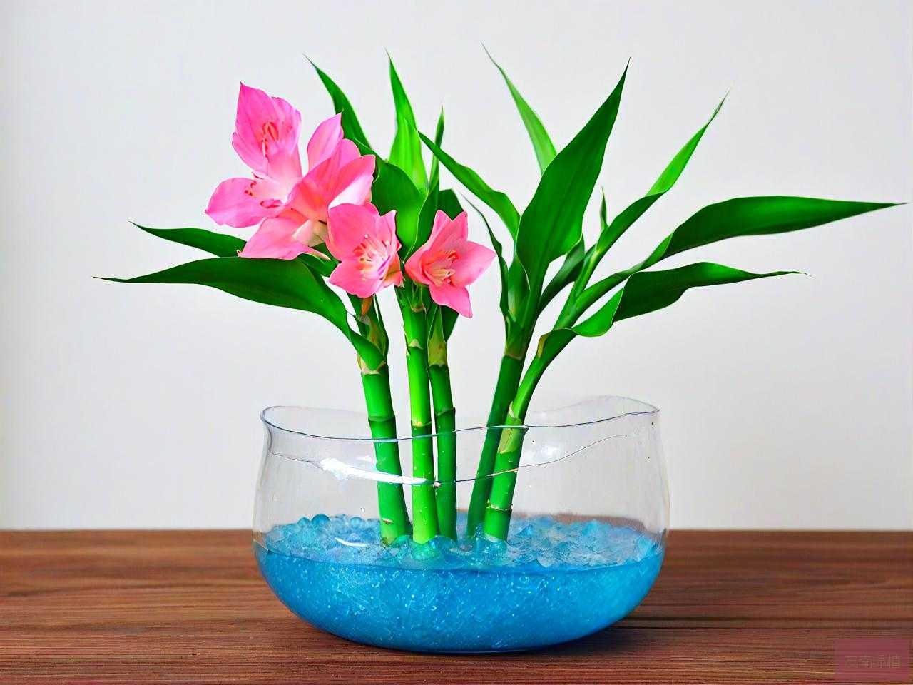 水晶泥养富贵竹的方法