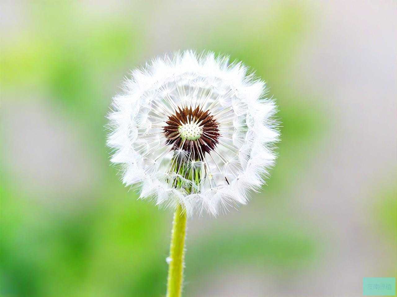 蒲公英是怎么传种子的