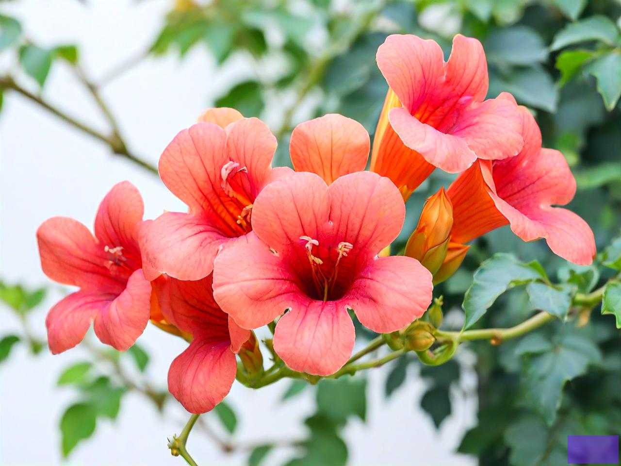 北方凌霄花的室外越冬