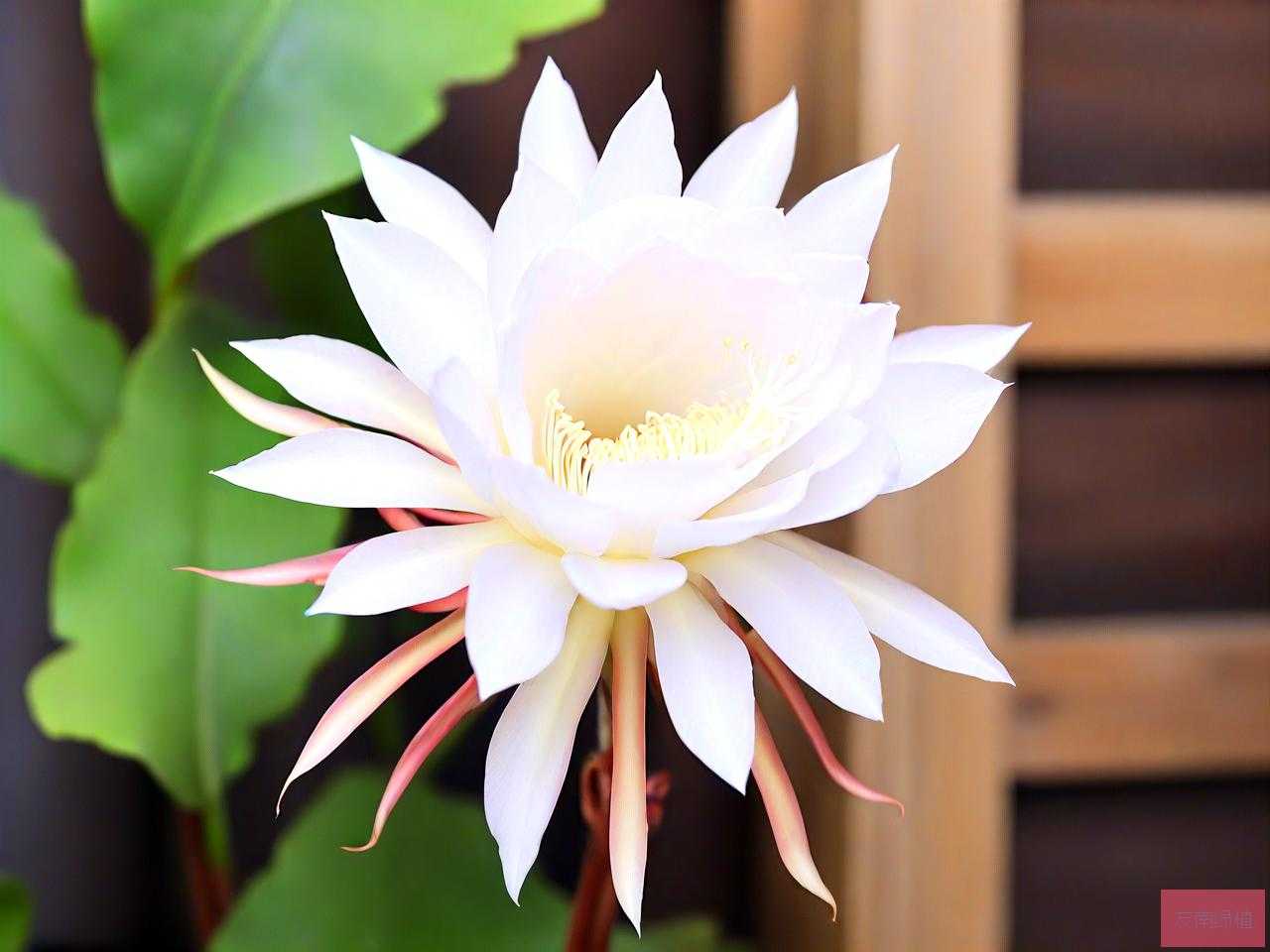昙花养殖多久可以开花