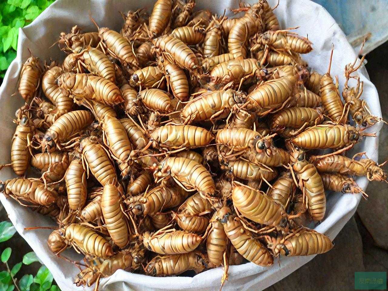 金蝉花干的好还是新鲜的好