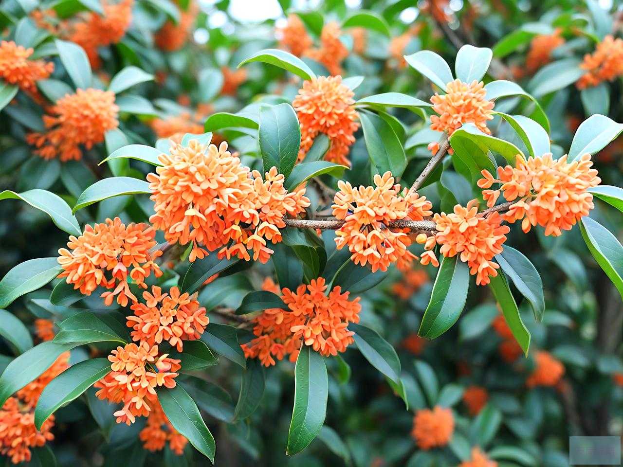 10公分桂花价格多少