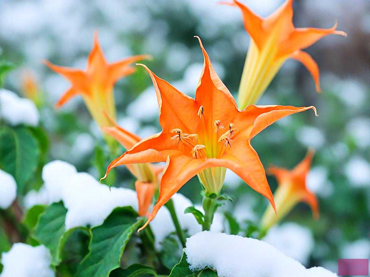 曼陀罗花冬天怎么过冬