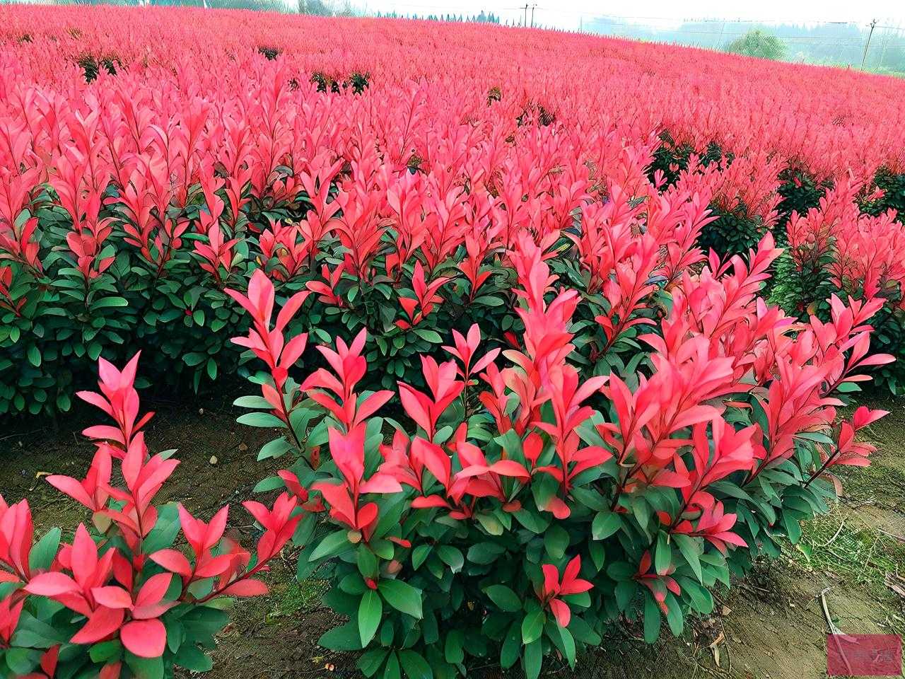 40公分红叶石楠价格