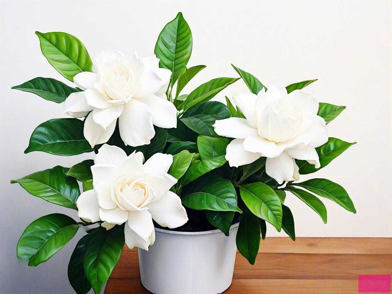 栀子花和茉莉花怎么养