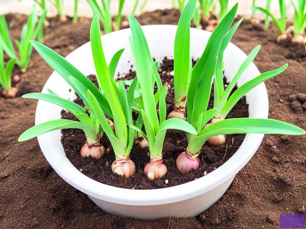 白芨种子浸泡催芽方法