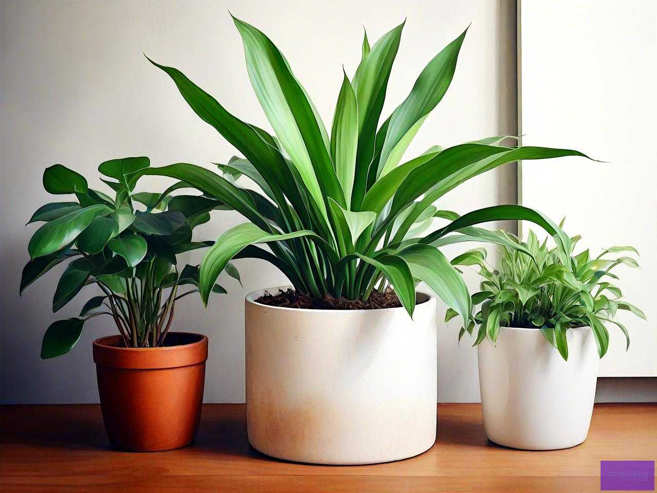 家里养什么植物防小人